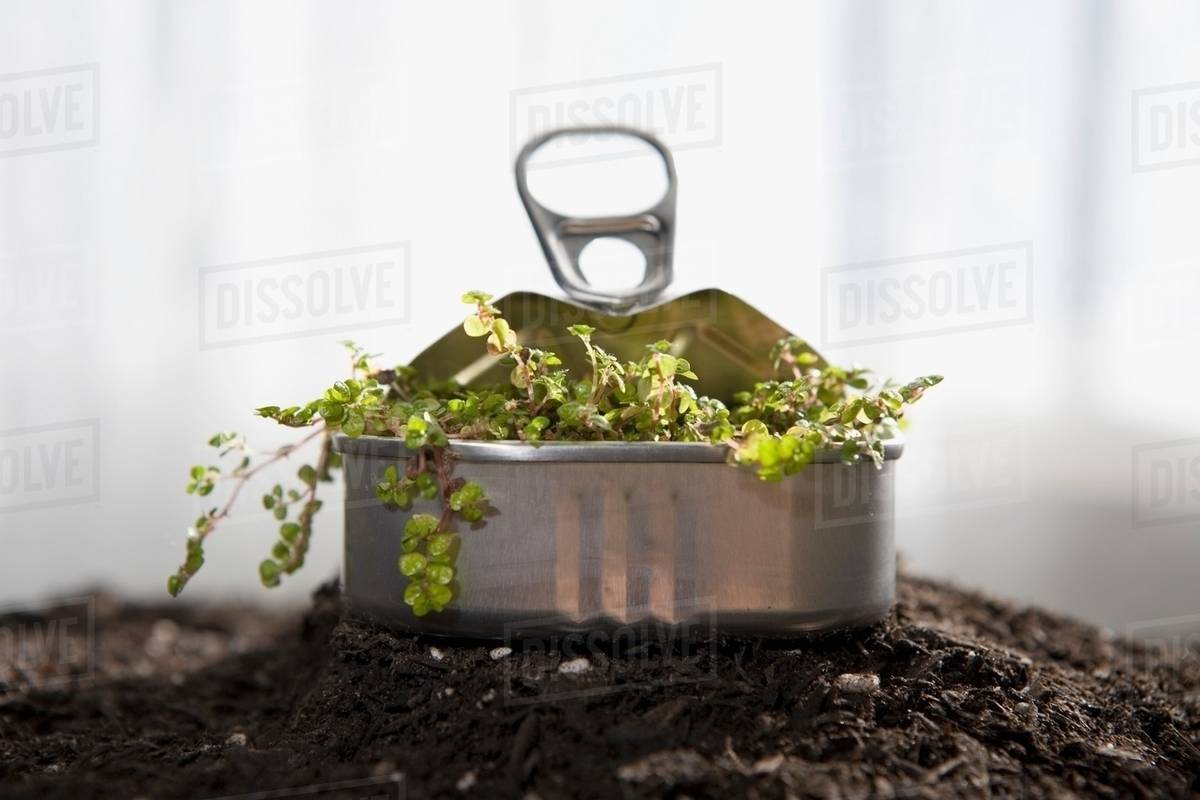Small plant sprouting in sardine can Stock Photo Dissolve