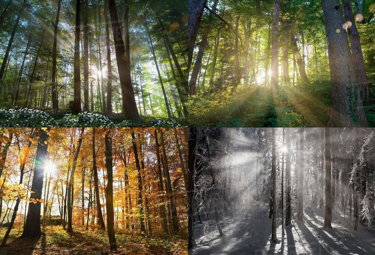 Four Seasons of a Forest