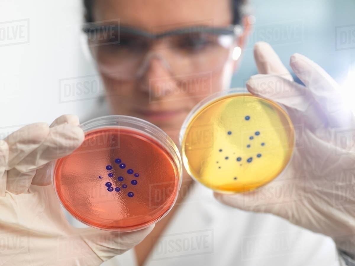 Scientist examining set of petri dishes in microbiology lab Stock Photo Dissolve