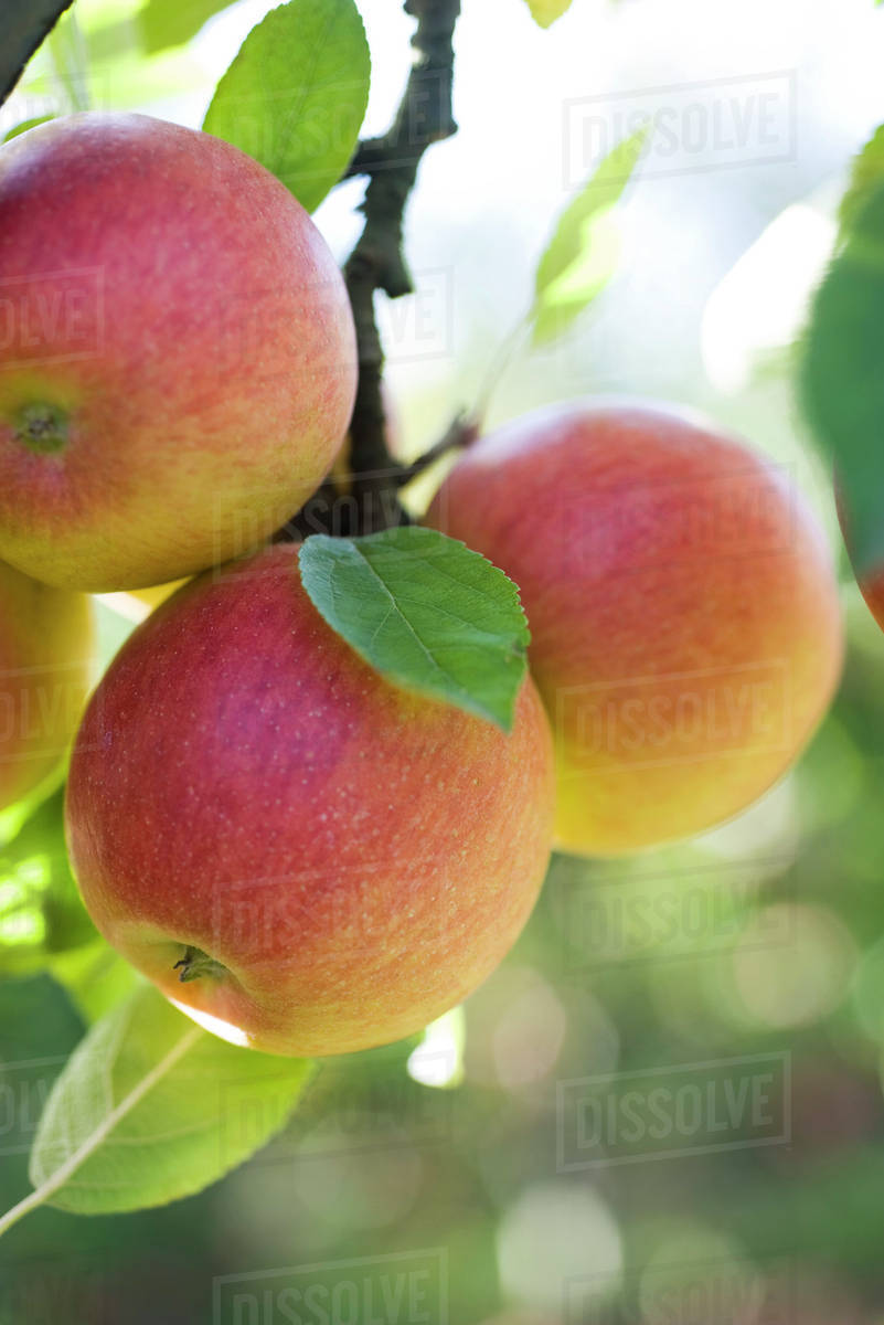 Apples ripening on branch Stock Photo Dissolve
