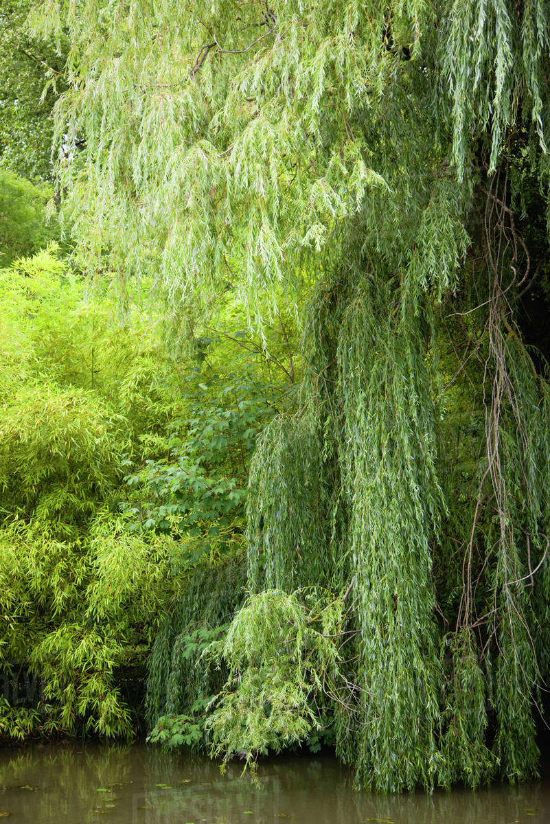 Weeping willows growing at water's edge Stock Photo Dissolve