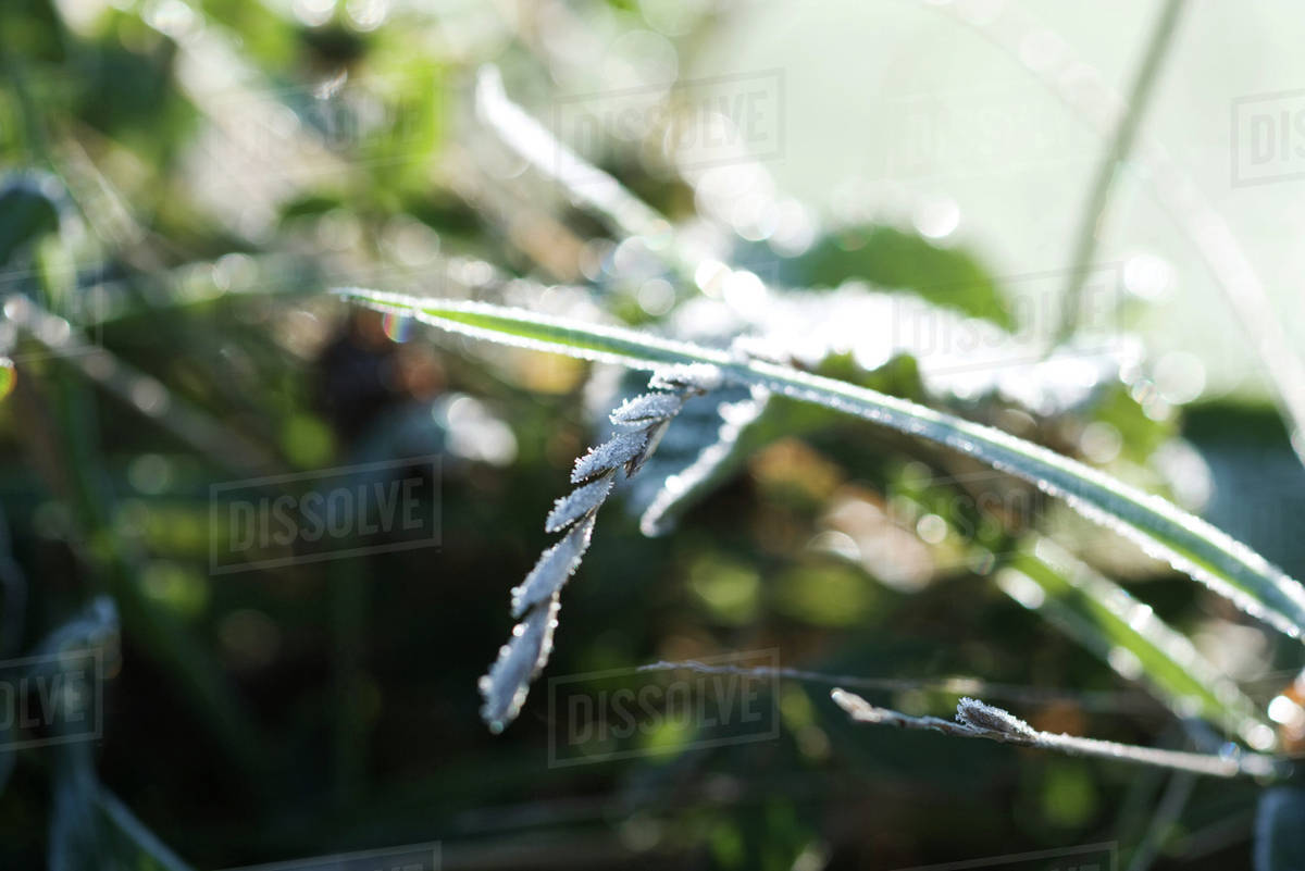 Frostcovered weeds Stock Photo Dissolve