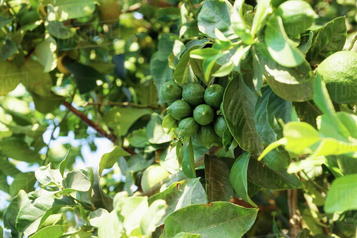 Limes growing on tree branch, closeup Stock Photo Dissolve