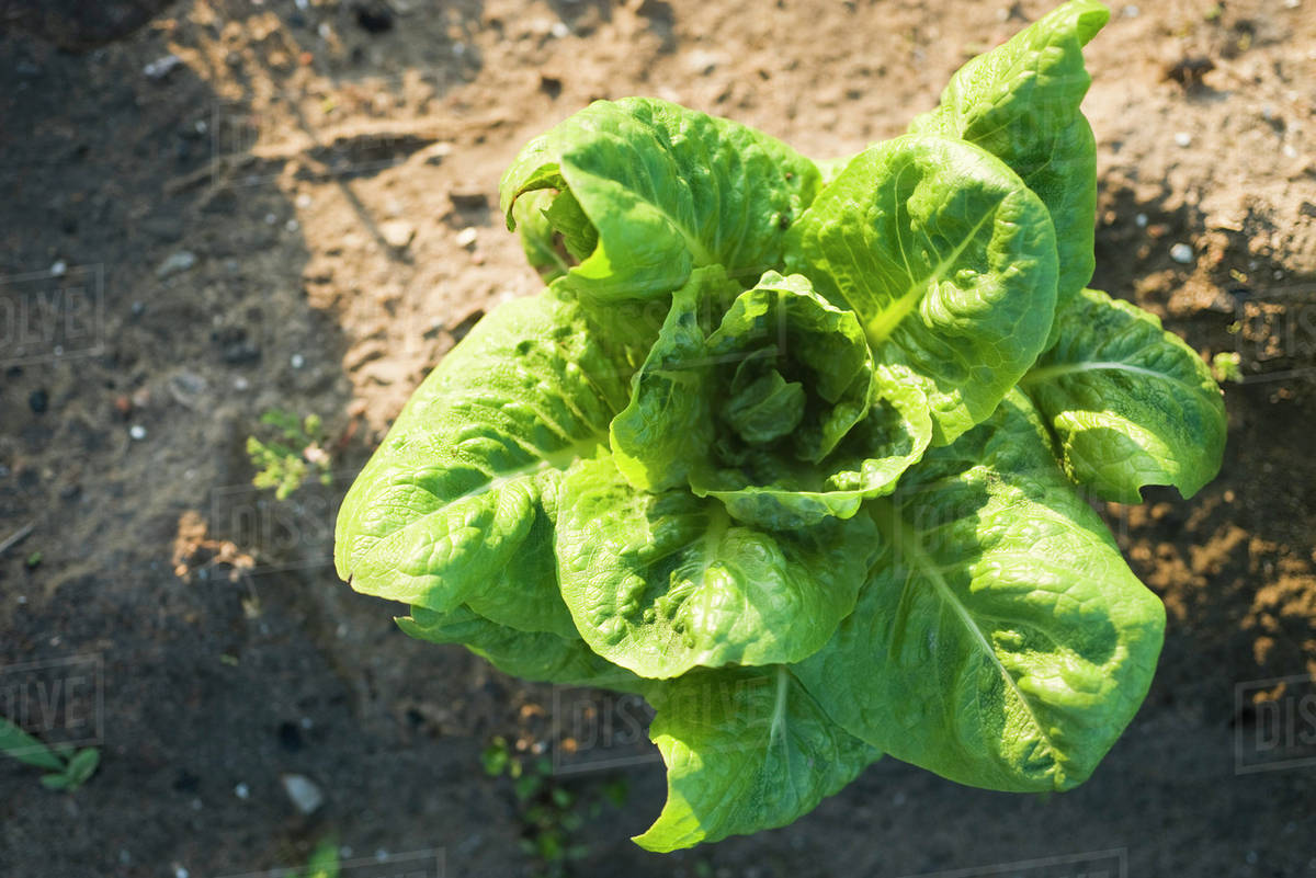Romaine lettuce growing in vegetable garden Stock Photo Dissolve