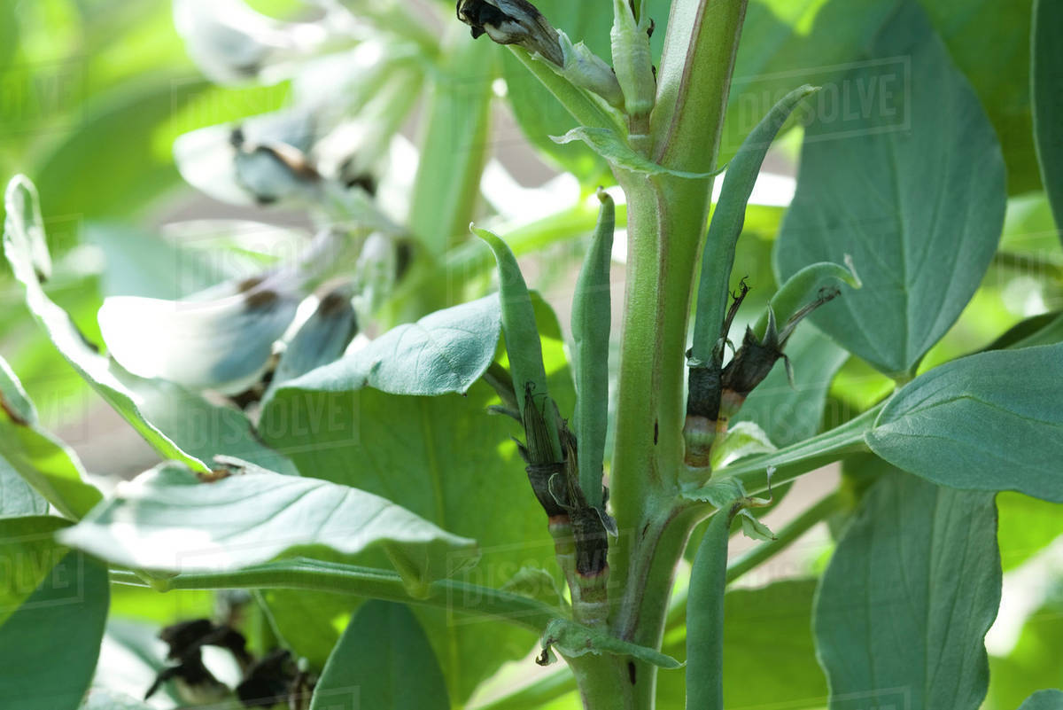 Broad bean plant Stock Photo Dissolve
