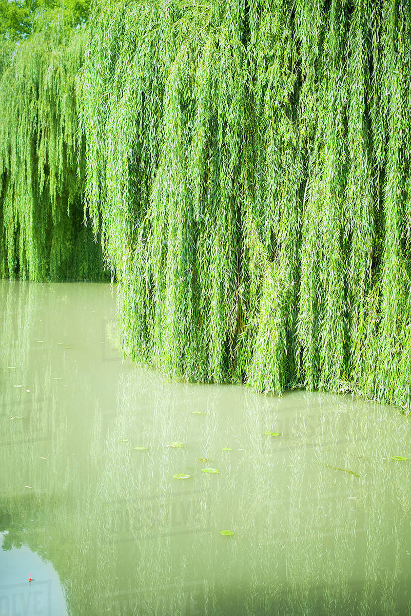 Willow growing in water Stock Photo Dissolve