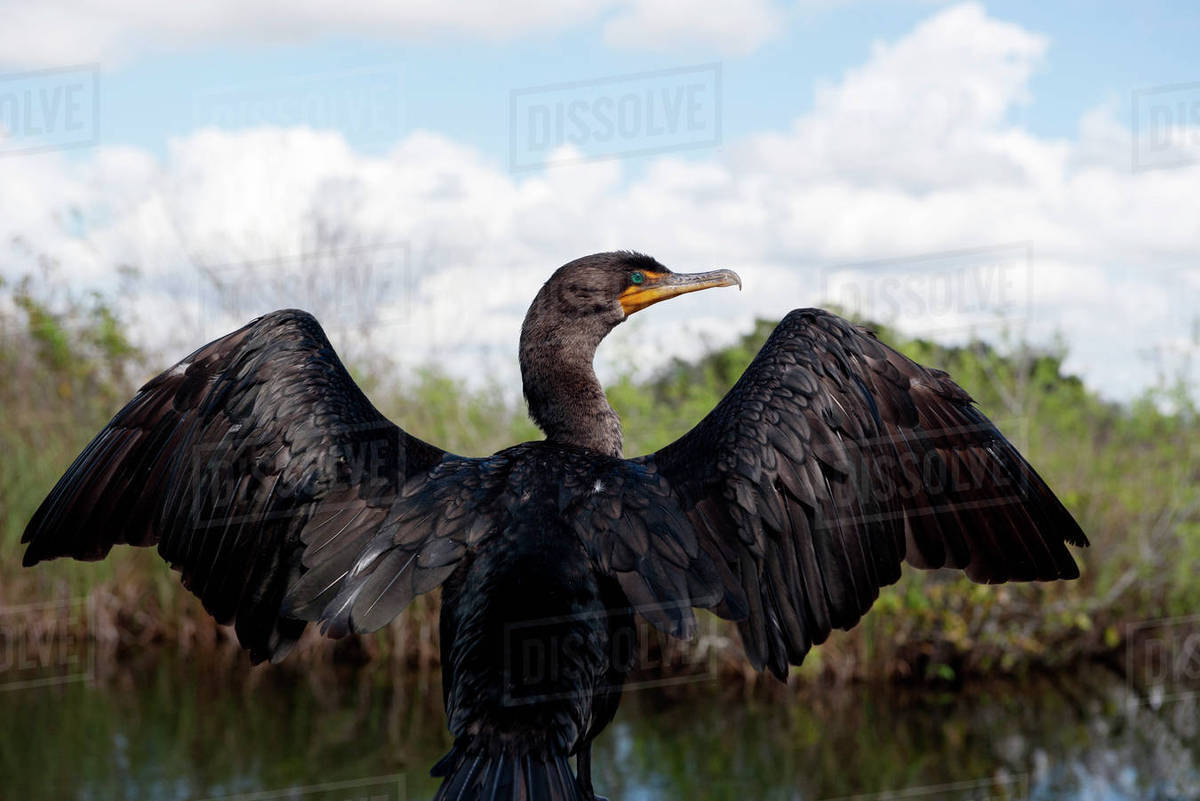 Doublecrested cormorant (Phalacrocorax auritus), Everglades National