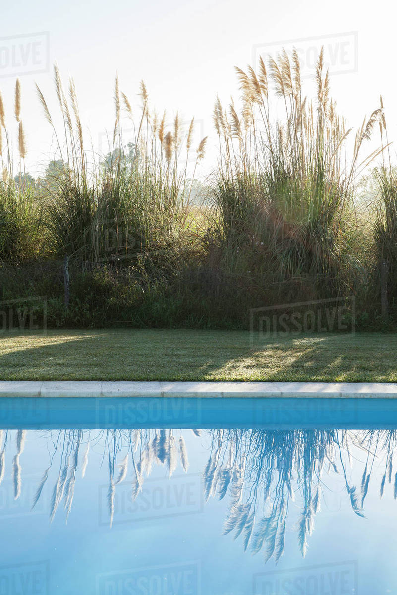 Pampas grass growing beside swimming pool Stock Photo Dissolve