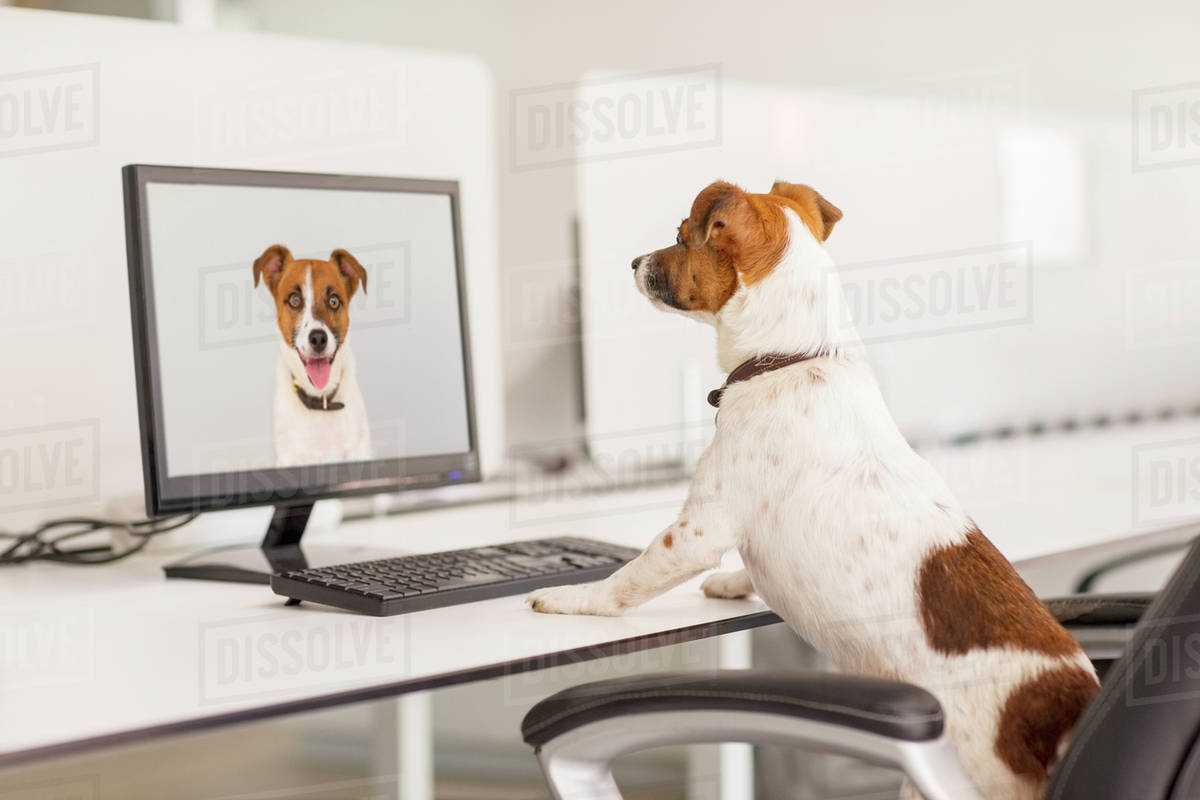 Dog standing at desk in office Stock Photo Dissolve