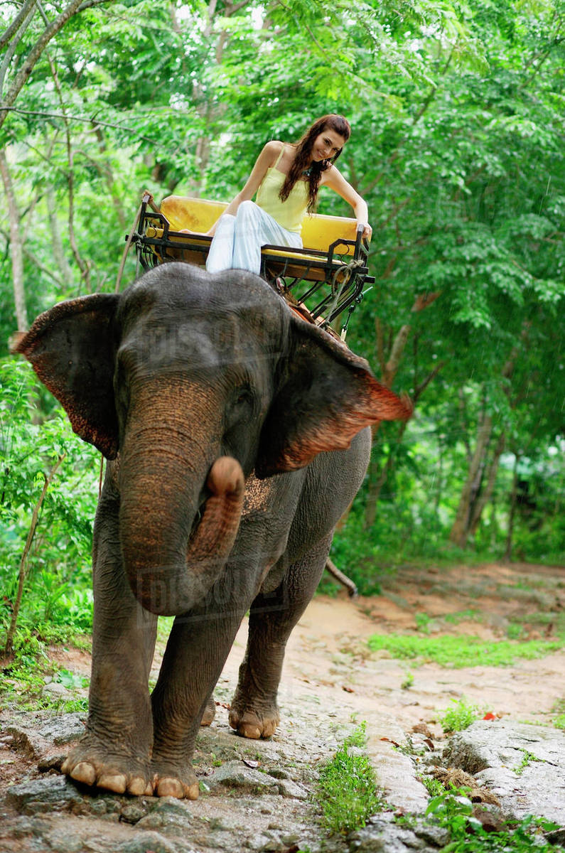 Female tourist riding elephant, Phuket, Thailand Stock Photo Dissolve