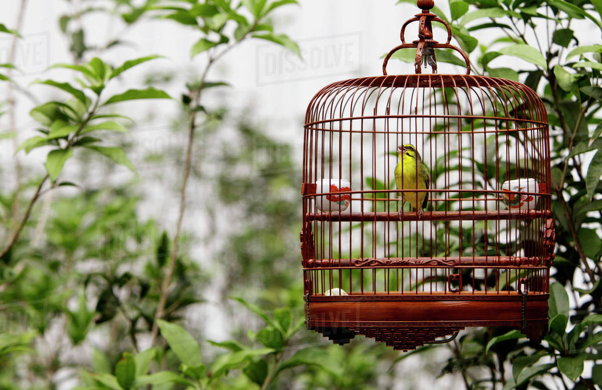 Wicker bird cage with yellow bird hanging in tree Stock Photo Dissolve