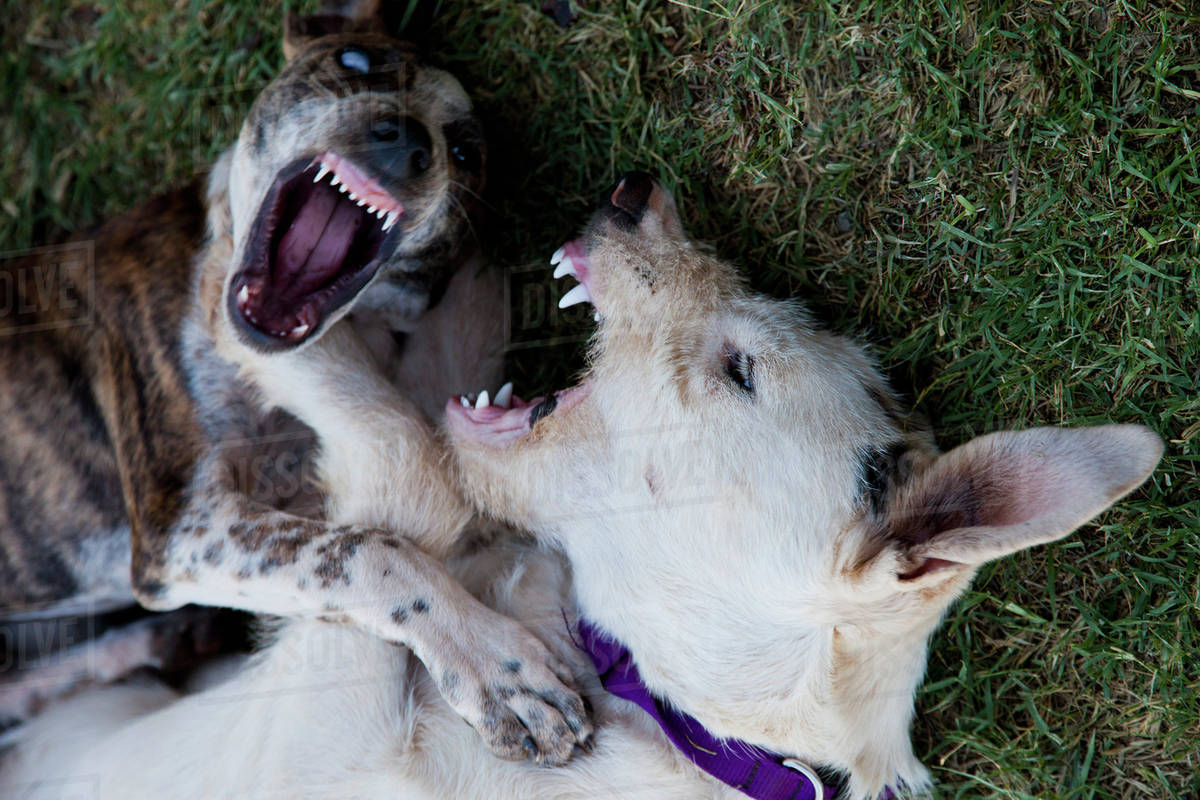 Two dogs fighting Stock Photo Dissolve