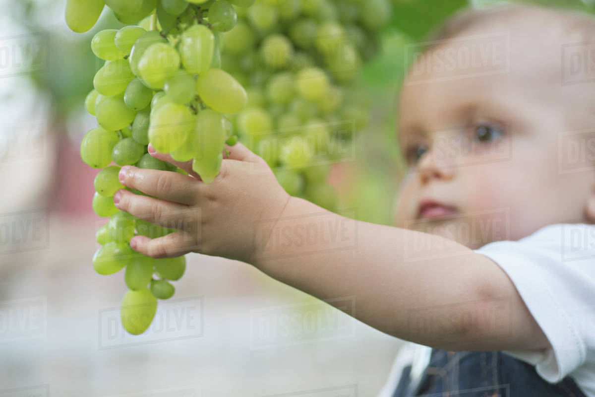 Baby touching bunch of grapes Stock Photo Dissolve