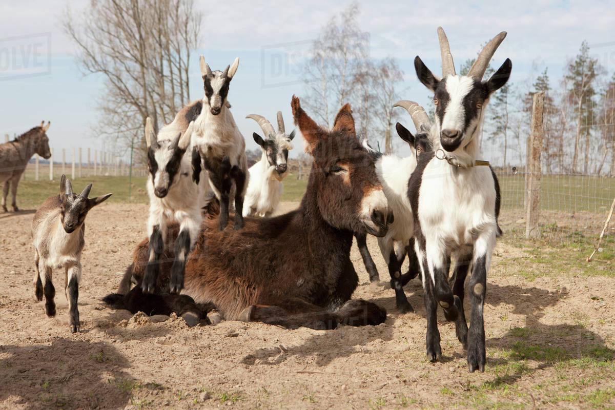 Donkey with goats Stock Photo Dissolve