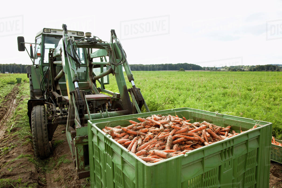 A tractor with a large crate filled with harvested carrots Stock