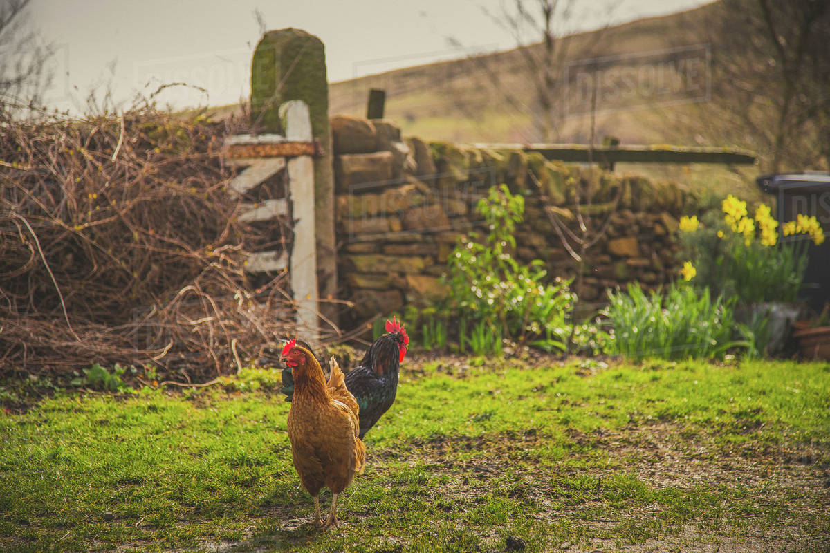 Hen and rooster on farm Stock Photo Dissolve