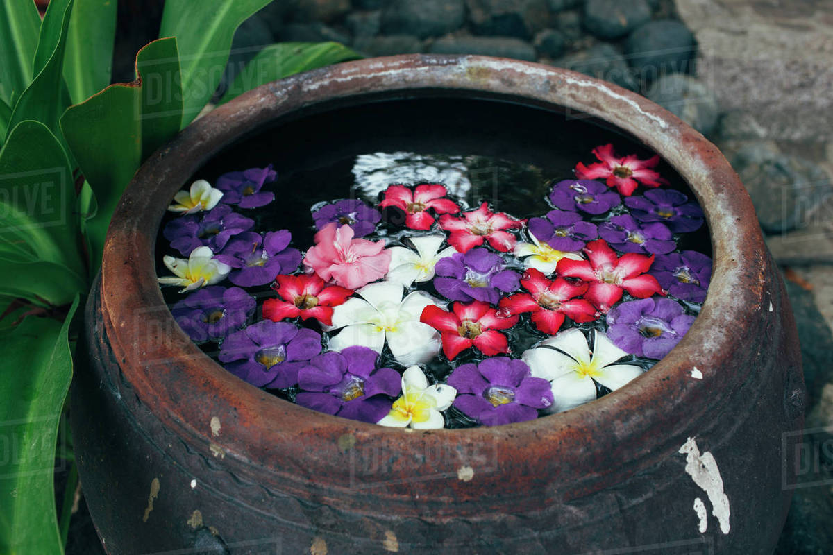 Colorful flowers floating in water urn Stock Photo Dissolve