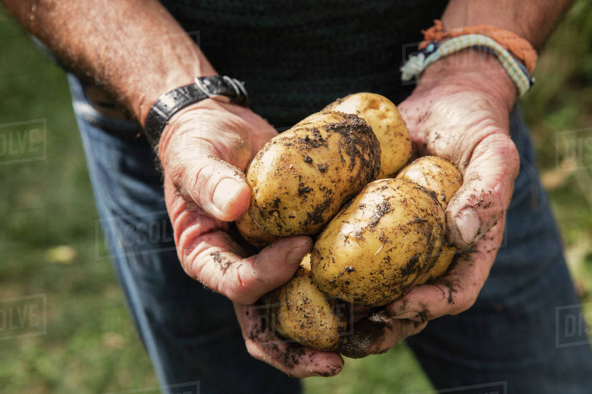 Midsection of man holding dirty potatoes in garden Stock Photo Dissolve