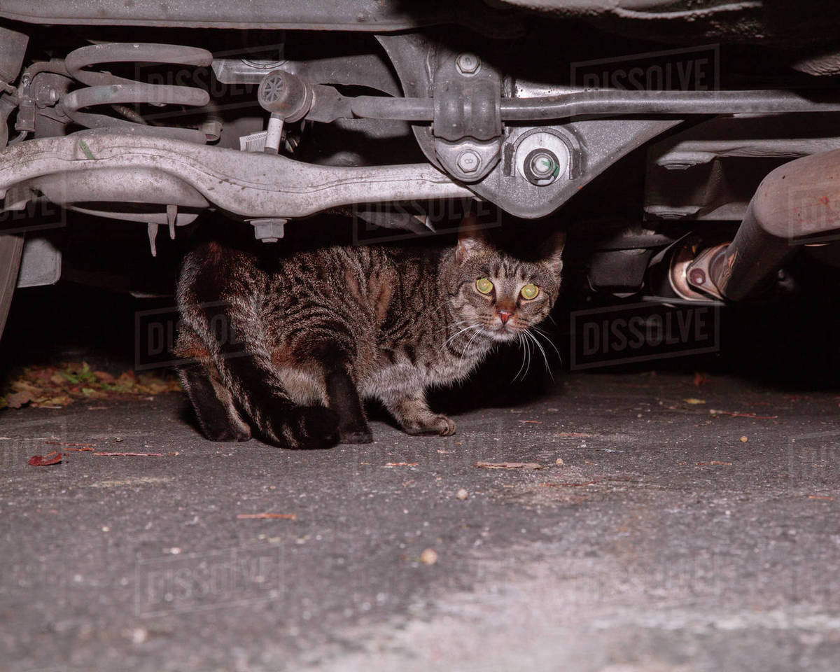 Image of cat under car Stock Photo Dissolve