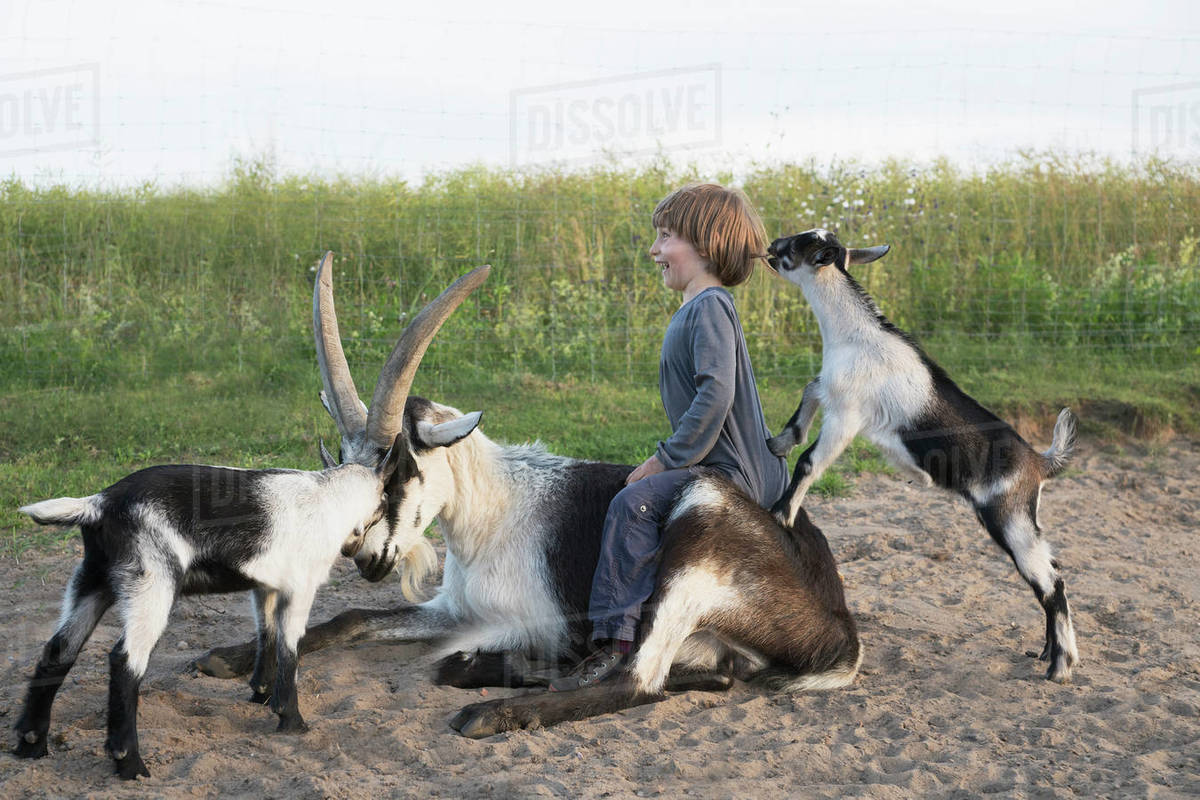 Girl playing with goats Stock Photo Dissolve