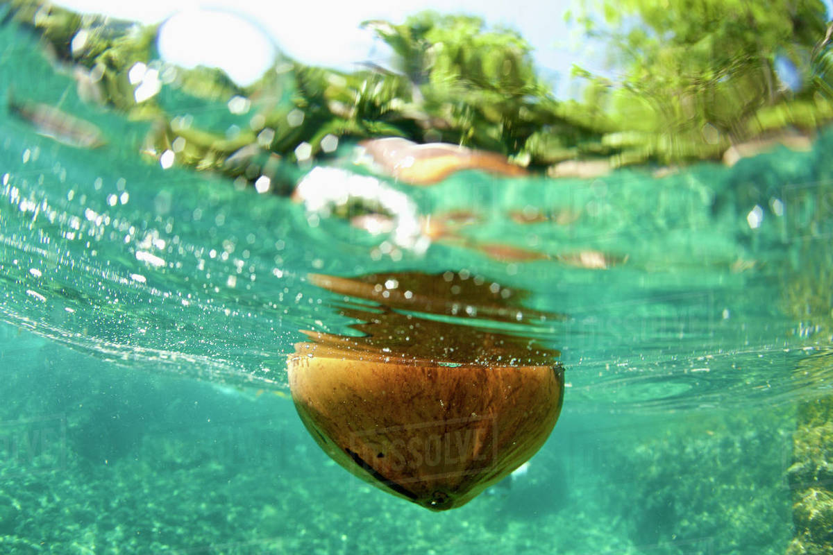 Coconut floating in tropical ocean, Puerto Vallarta, Jalisco, Mexico