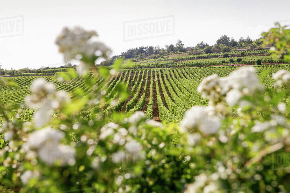 Idyllic, sunny vineyard landscape, Beaune, Burgundy, France Royalty-free stock photo